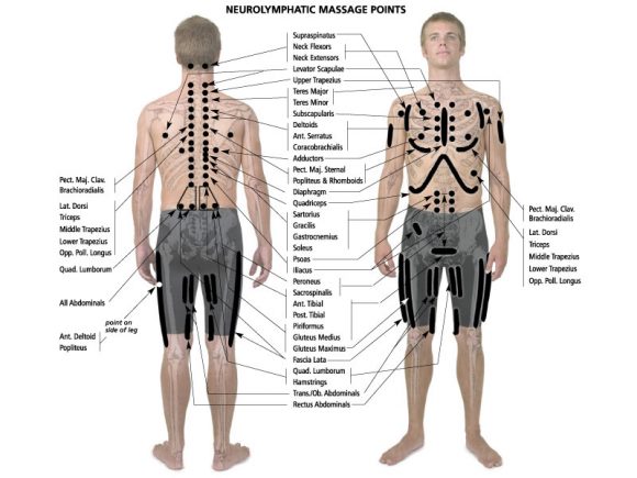 NEUROLYMPHATIC REFLEX POINTS CHART - Sports Touch